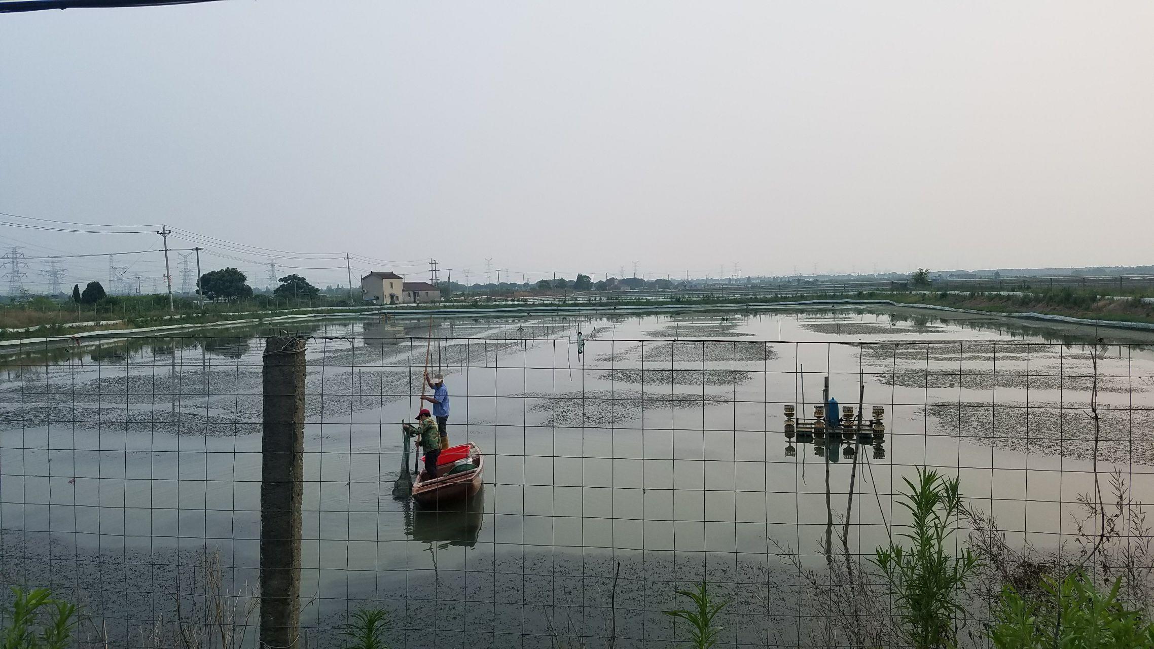 湖州长兴漾荡牌河蟹成为全省首个淡水渔业 “品字标浙江农产”