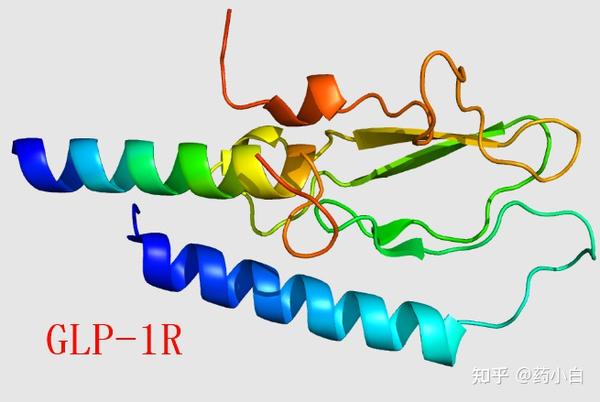 GLP-1受体(GLP-1R)激动剂(GLP-1RA)-全球研究进展 - 知乎