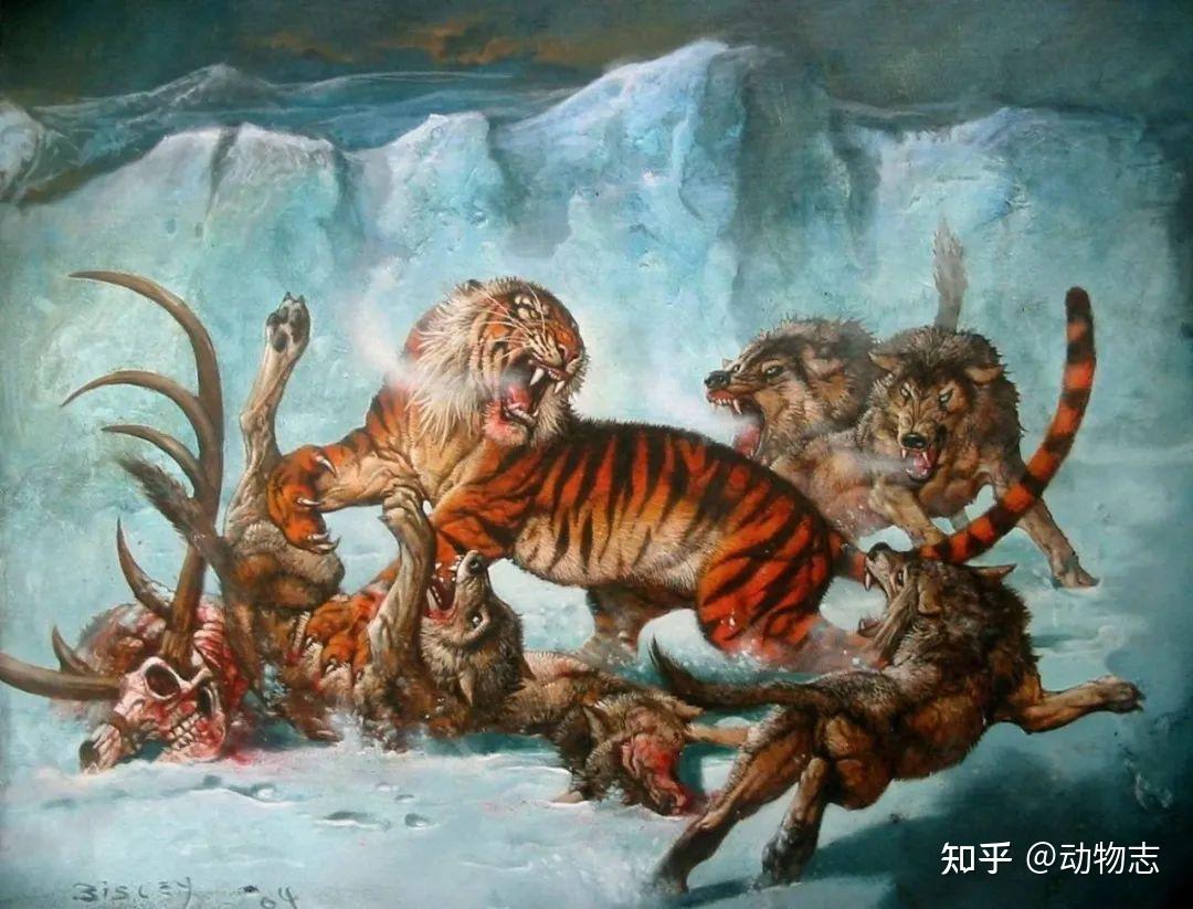 虎狼百年战争,狼被杀到局部灭绝,林地狼为何不敌老虎?