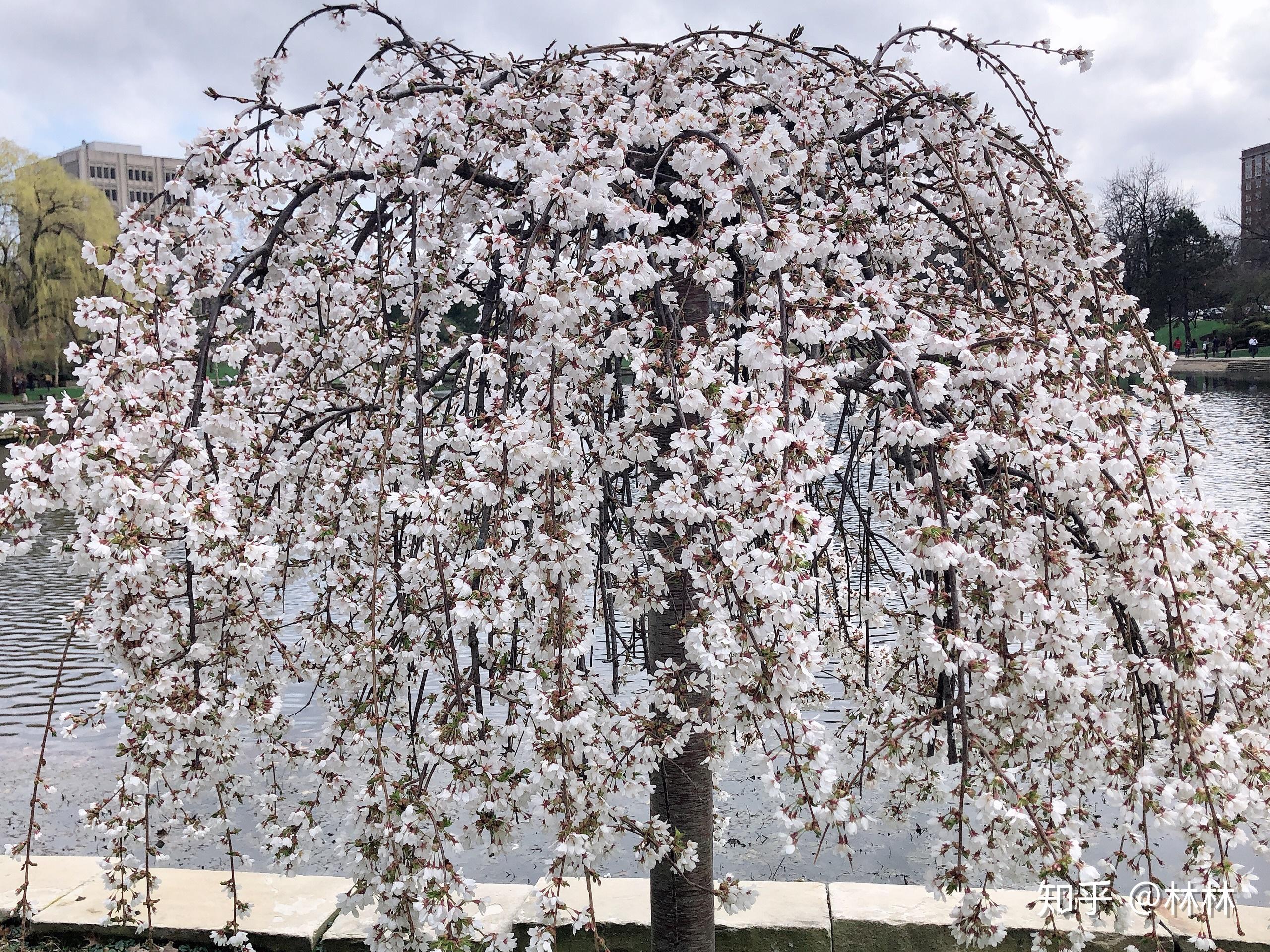 「美国的春天有多美94」