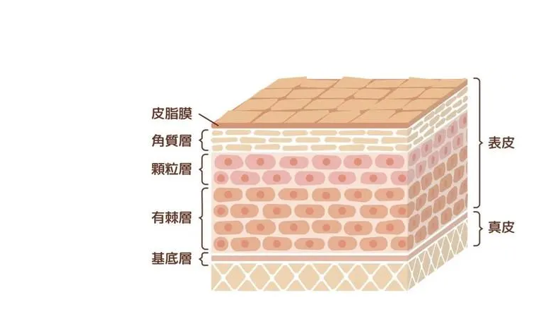 表皮真皮基底层图片