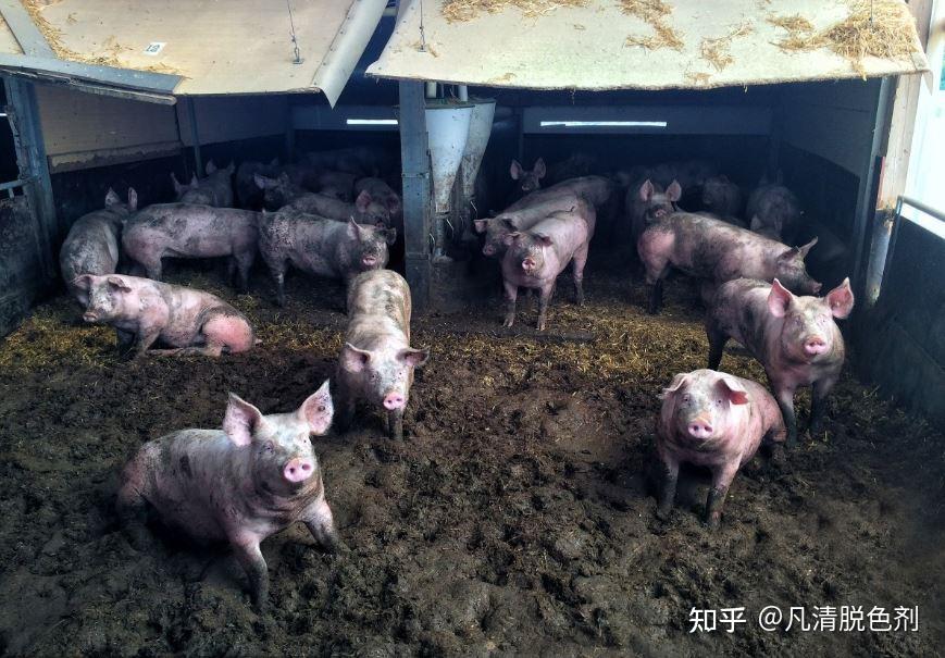 解决养猪场臭味小妙招除臭剂