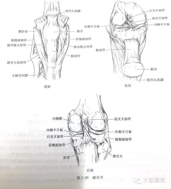 膝关节前面观手绘图片