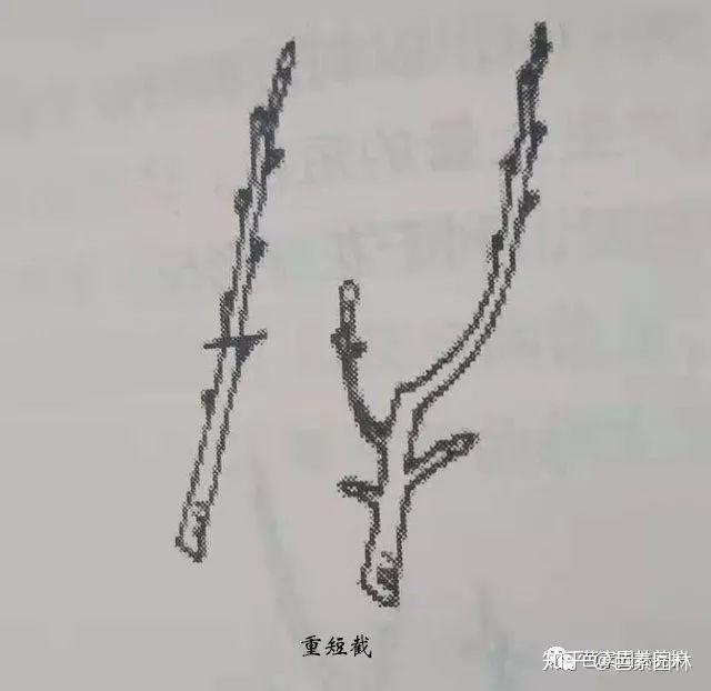 园林苗木的十大修剪技术! - 知乎