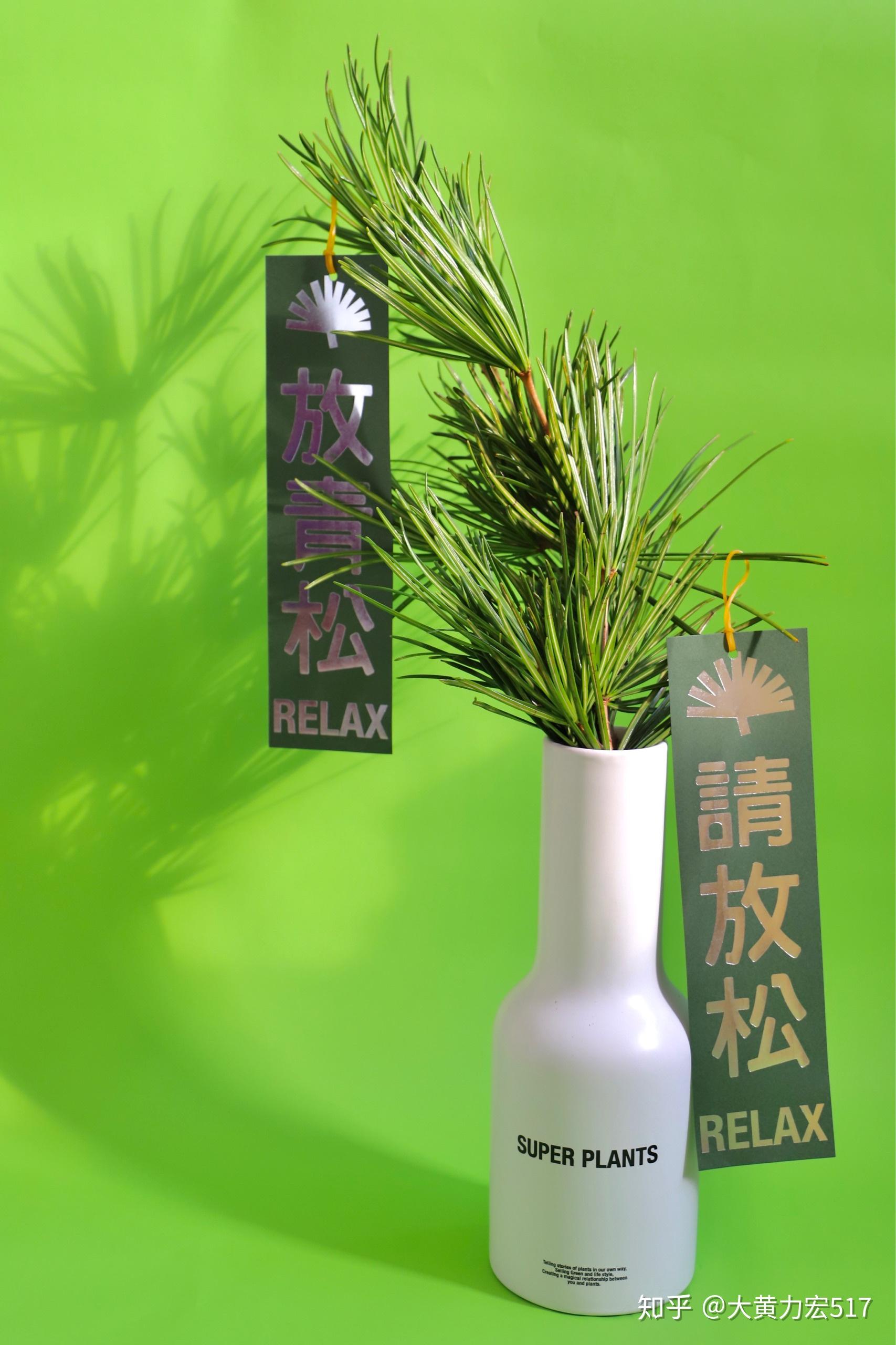超级植物公司放青松 - 知乎