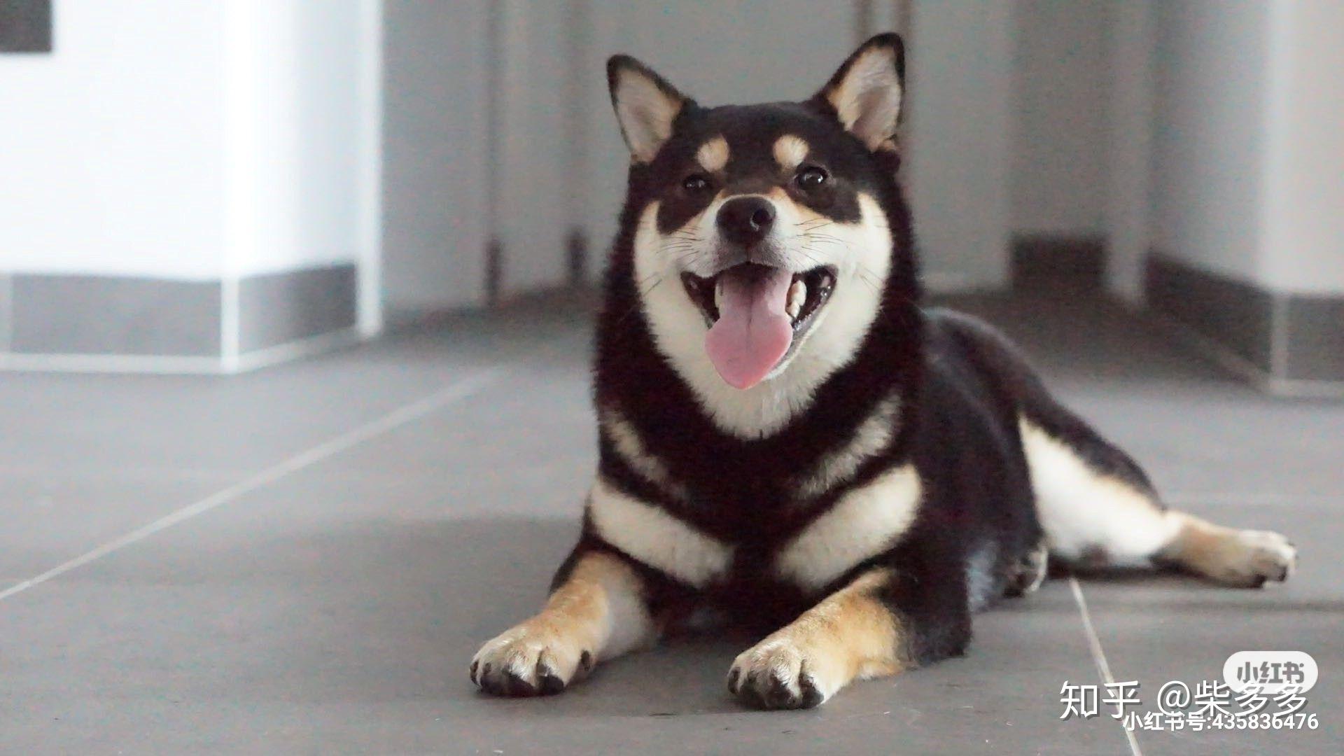 黑柴犬图片 壁纸图片