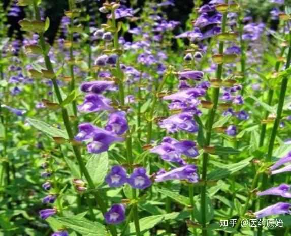 带你识别半枝莲