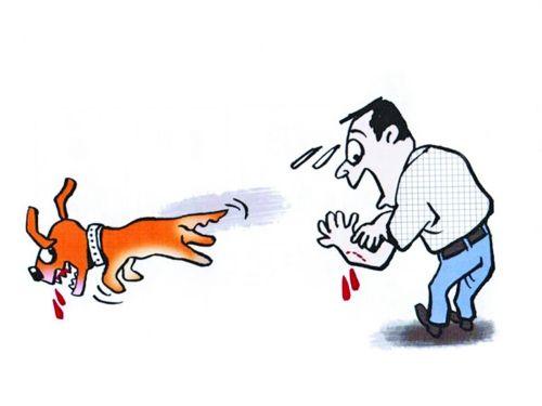 受伤害群体狂犬病不可小视关于狂犬病的流言和真相狂犬病俗称"疯狗症"