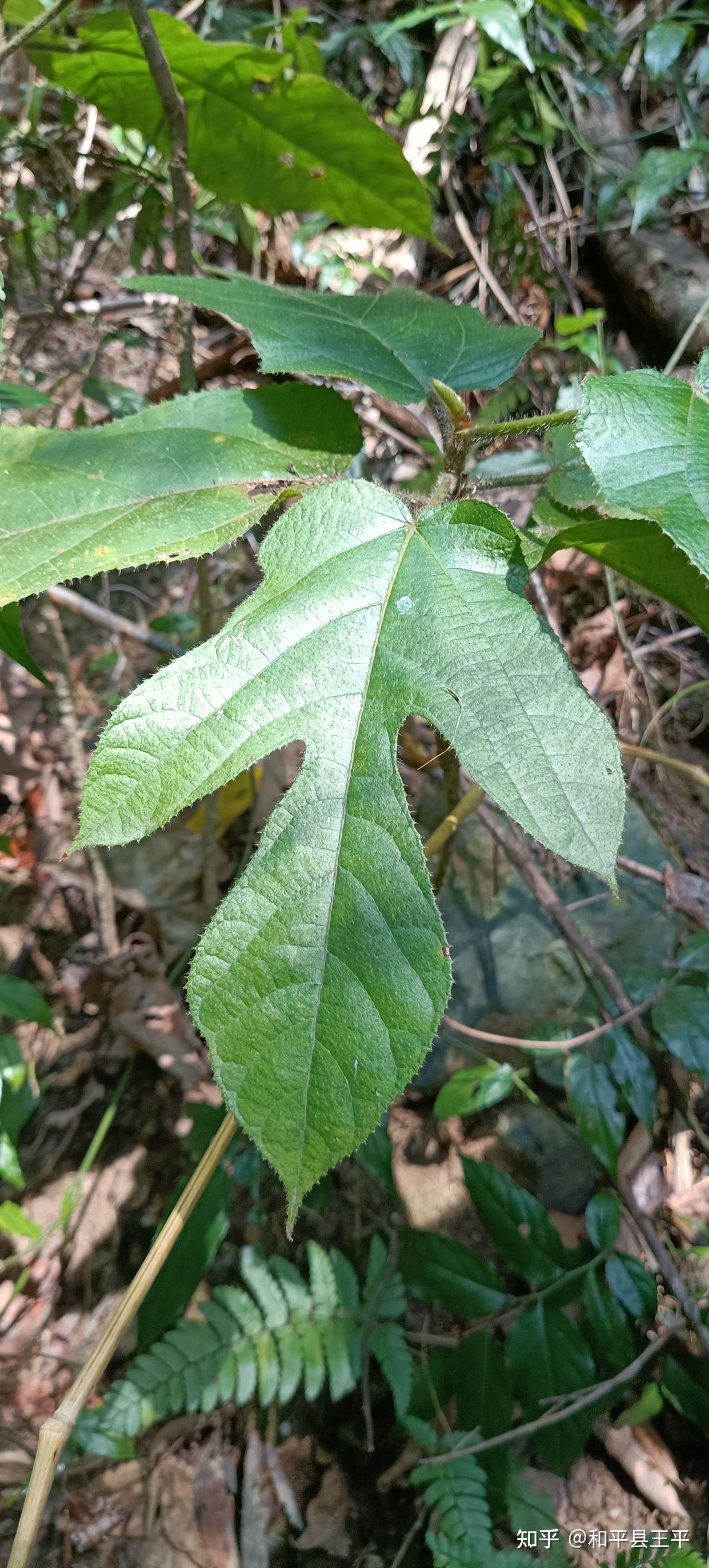 漫山遍野的五指毛桃