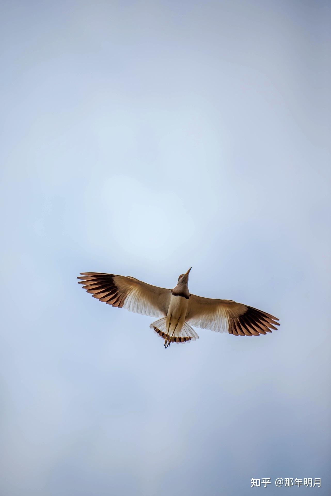 可以分享一下你用长焦镜头拍的照片吗