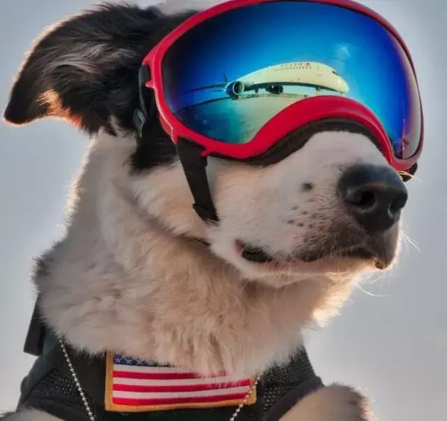 5天前,piper的主人edwards在社交媒体上宣布了piper去世的噩耗.