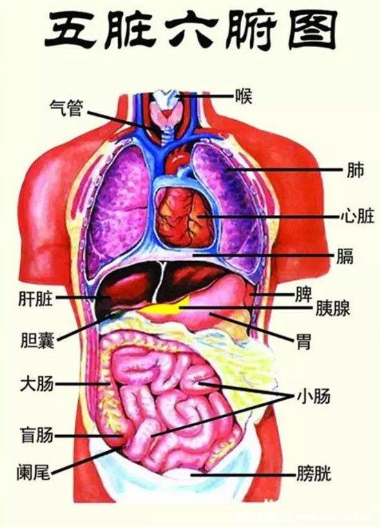 人的內臟位置圖五臟六腑位置圖附五行五臟六腑相生相剋順口溜