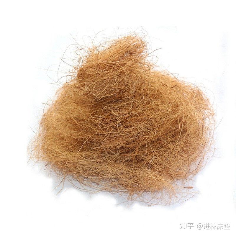 关于椰棕和山棕最合理的解释和对比 - 知乎