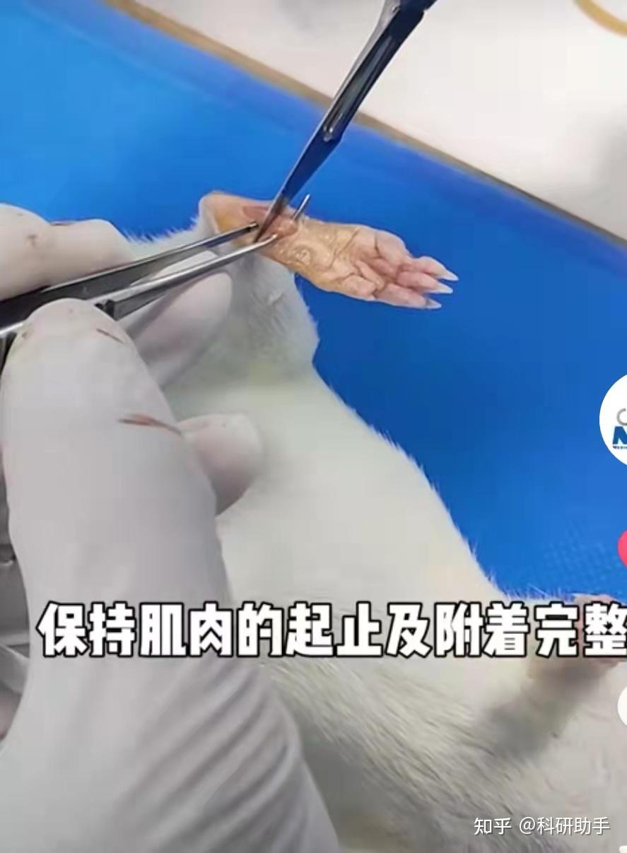 大鼠足底切口疼痛模型