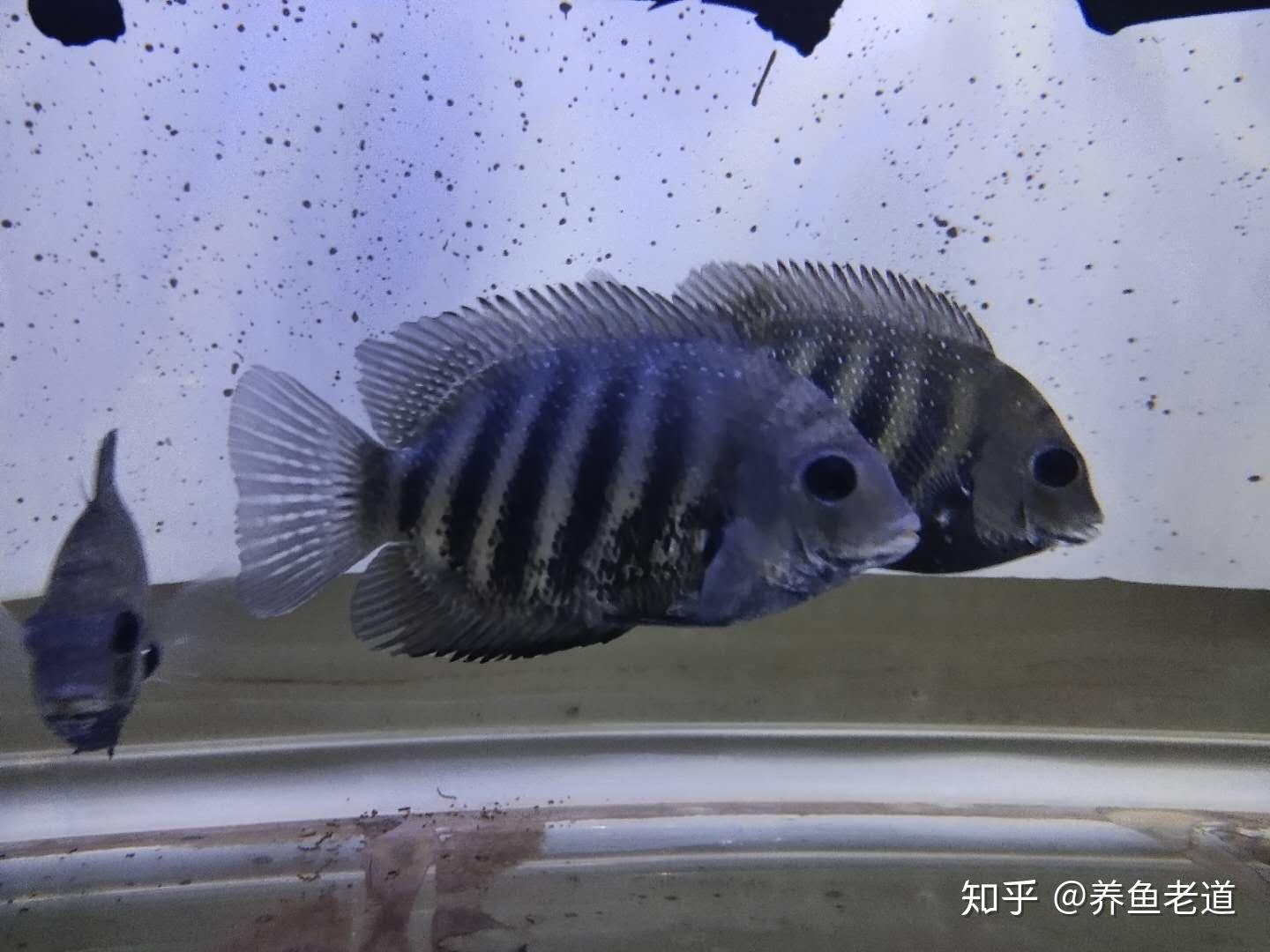 此菠萝鱼非彼菠萝鱼,其实它们还是汽水鱼,当然喜欢弱碱性水质