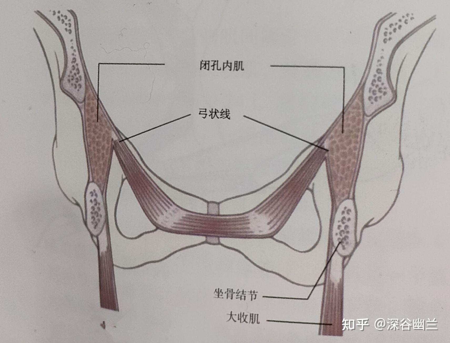 筋膜链前深线图片