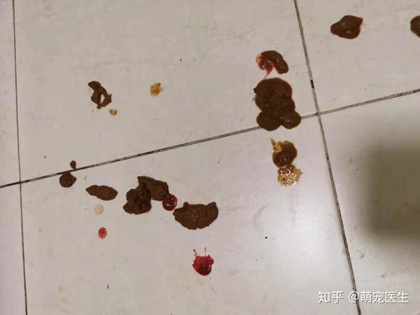 狗狗呕吐腹泻等消化道症状 你该怎么办 知乎