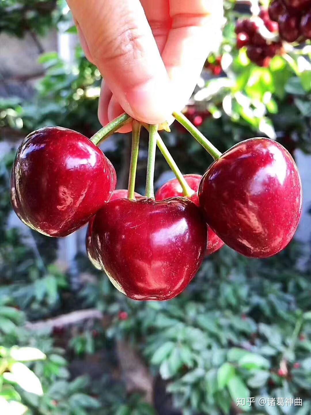 大连暖棚樱桃上市啦! - 知乎