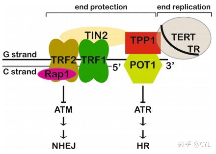 【文献翻译】端粒和端粒酶的结构生物学 - 知乎