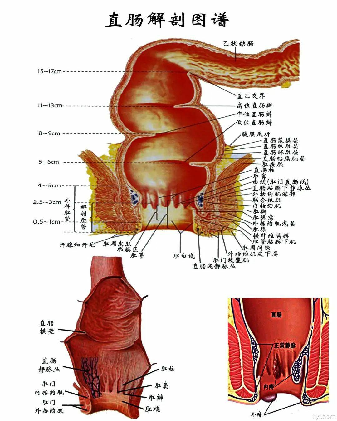 肛门和直肠距离图解图片