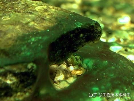 水藻防治图鉴丨新手易懂治理方法明确丨再严重的鱼缸暴藻也能妙手回春