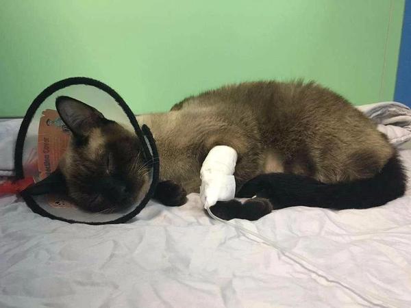 浅析376和441 以及传腹治疗的2个小误区 知乎