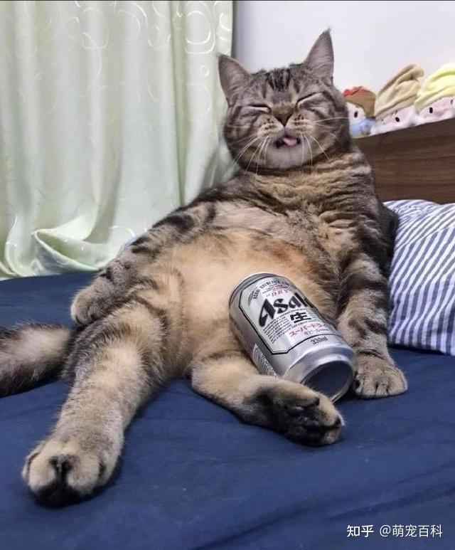 猫咪睡姿大揭秘!不同的状态,对主人的"爱意"也不一样