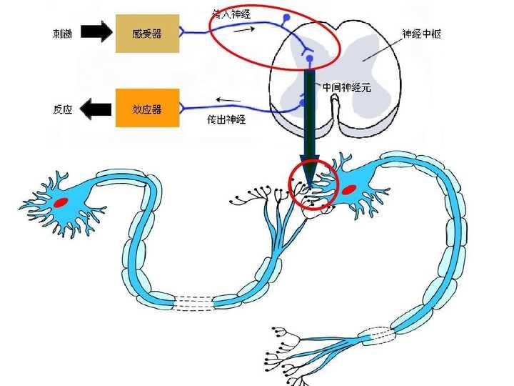 吃辣椒辣两头啥原因揭开谜底的两位科学家获得诺贝尔生理学奖