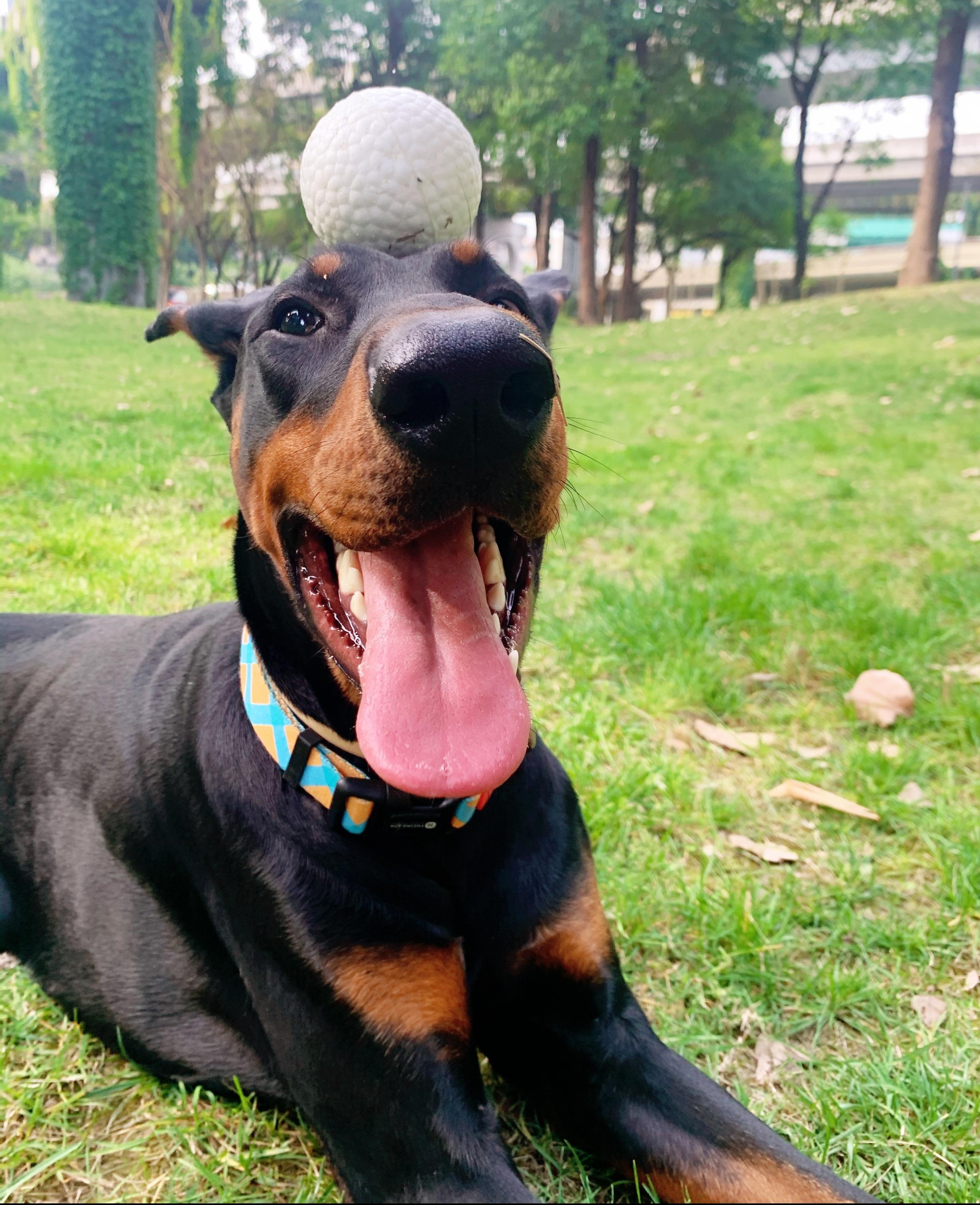 狗狗都在玩的小白球大赏