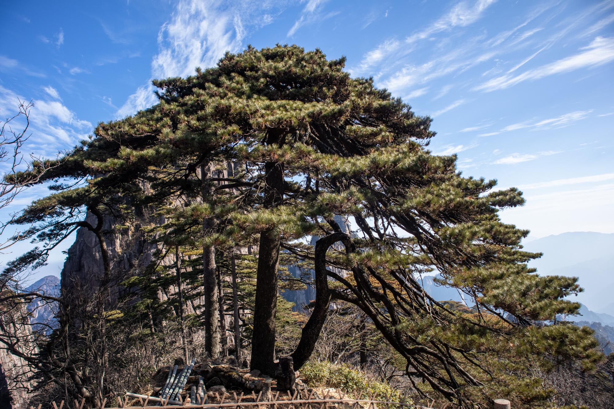 竖琴松,又名辕门松,黄山十大名松,主干挺直,顶如伞状,侧干伸出弯曲成
