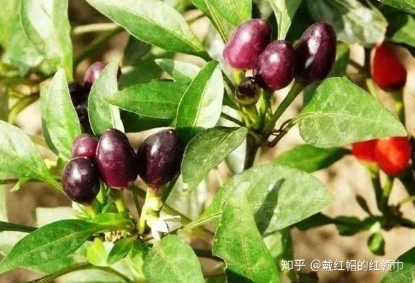 世界著名辣椒大集合！你认识几个？ - 知乎