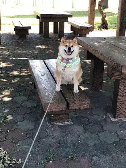 什么办法不让狗在原来地方大便 v2-aff32d1e02aeddf5a18eca625b41b7ea_r.jpg