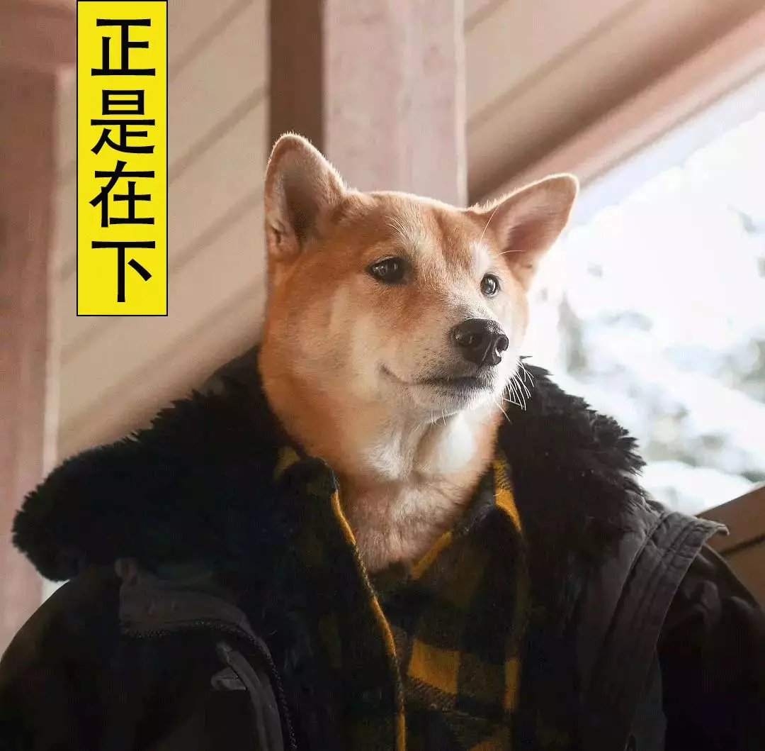 神煩狗doge的原名是kabosu,自從此帶有精神汙染性質的表情橫空出世