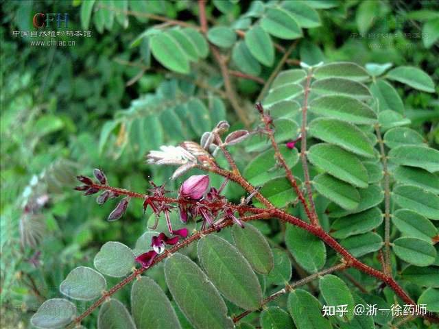 “丹宁”与“单宁”,是时候区分一下了 - 知乎