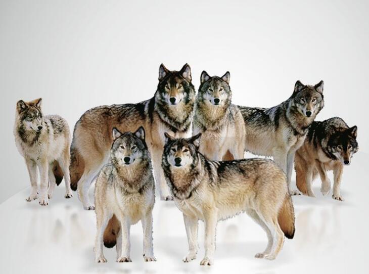 如何打造狼性团队 可复制的领导力 知乎