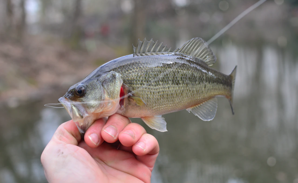 路亚鲈鱼,看这篇就够了