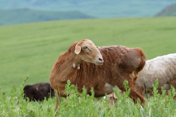 新疆塔城的生态羊暖身又暖心