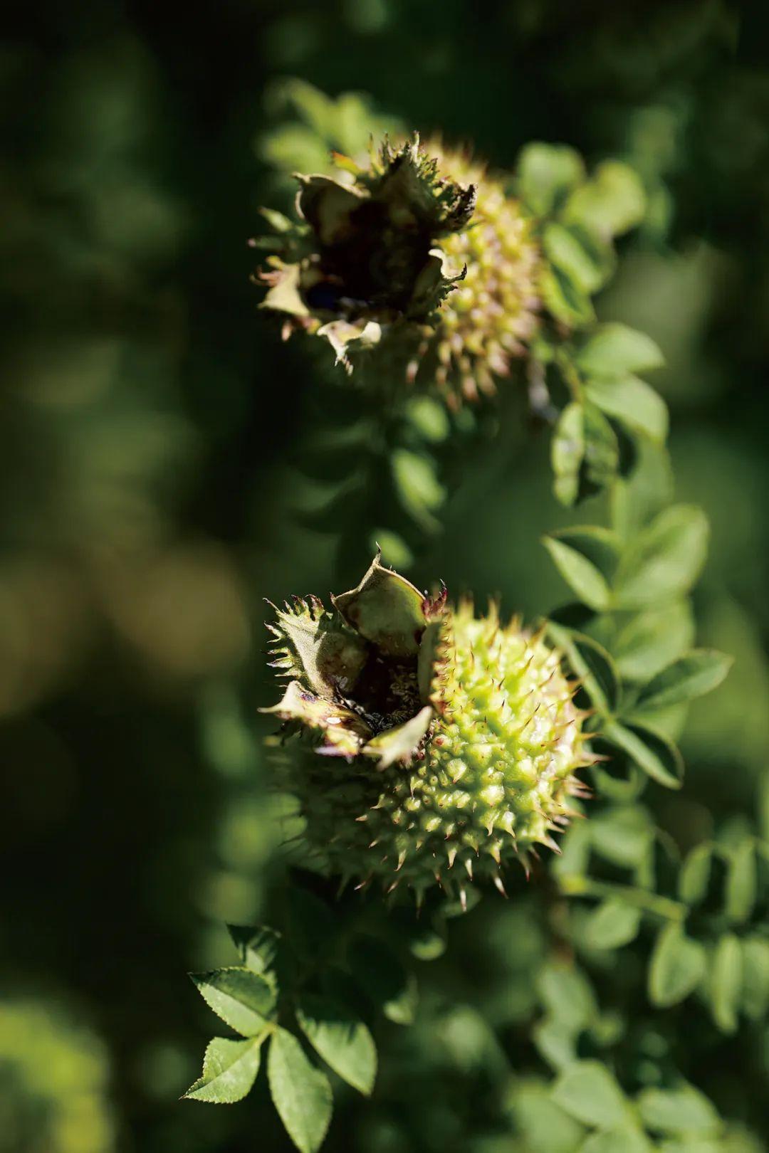 隐藏的水果界“维C之王”，贵州 …