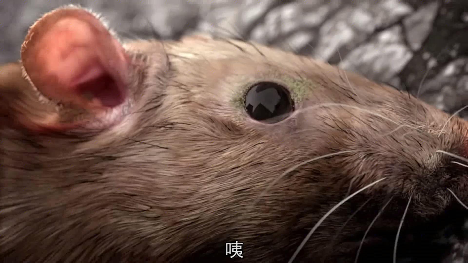 老鼠误食变异霉球居然引发全球危机科幻短片吞噬