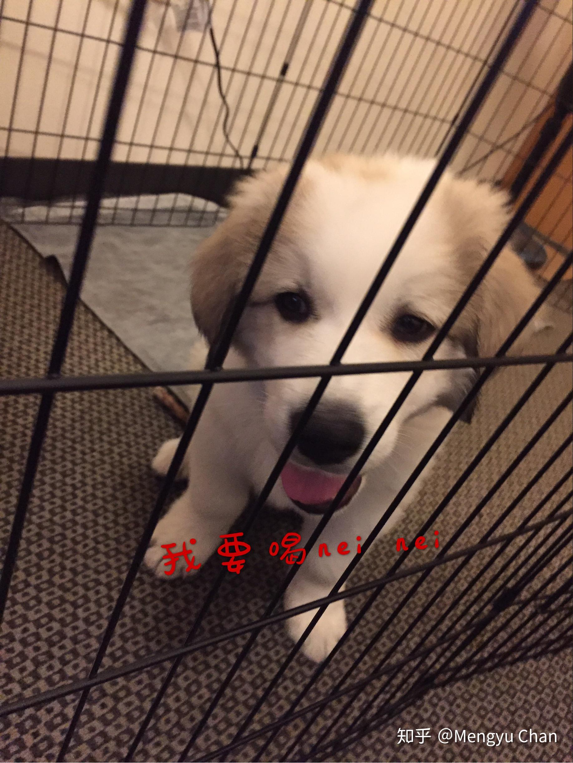 大白熊犬阿棉的日常