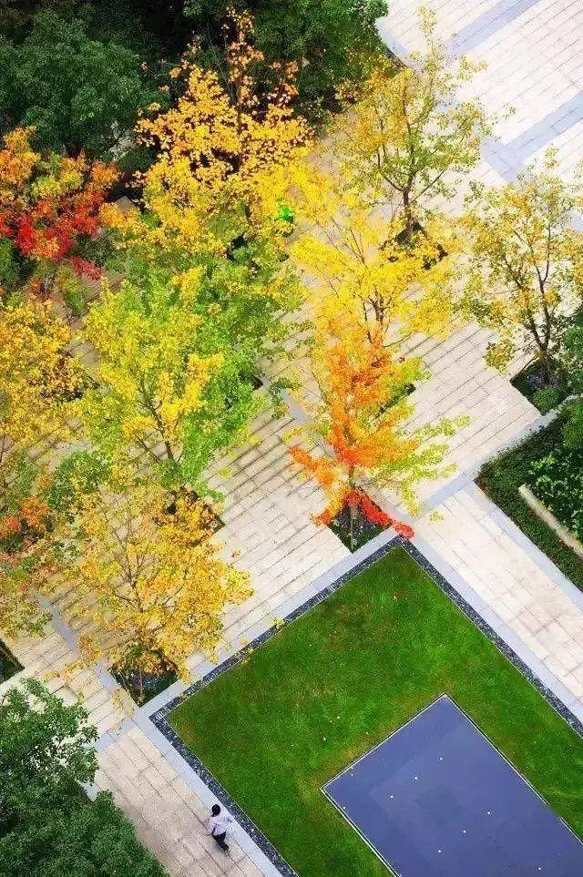 图文解析 | 景观植物设计的配置方法 - 知乎