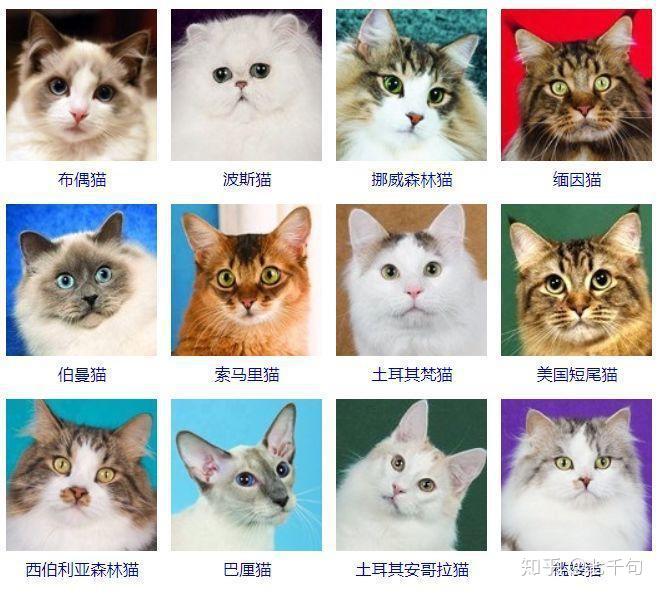 宠物猫排行榜前十名图片
