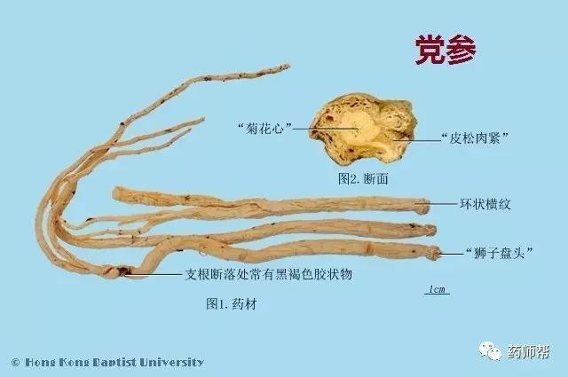 223个中药的鉴别图谱，图文注释 - 知乎