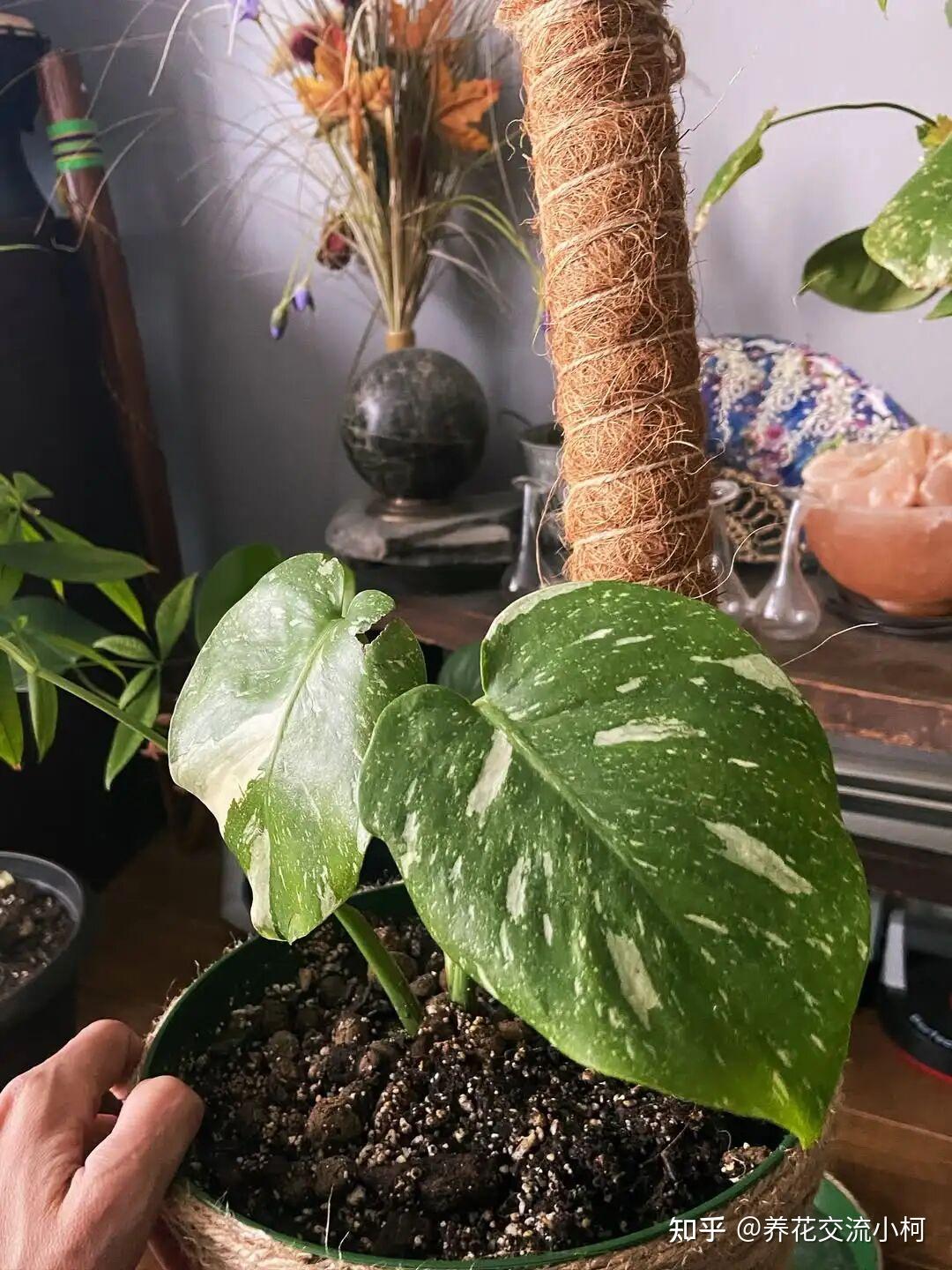 上千元的洒金龟背竹降至一杯奶茶钱，养大有难度，附小苗开背指南 - 知乎