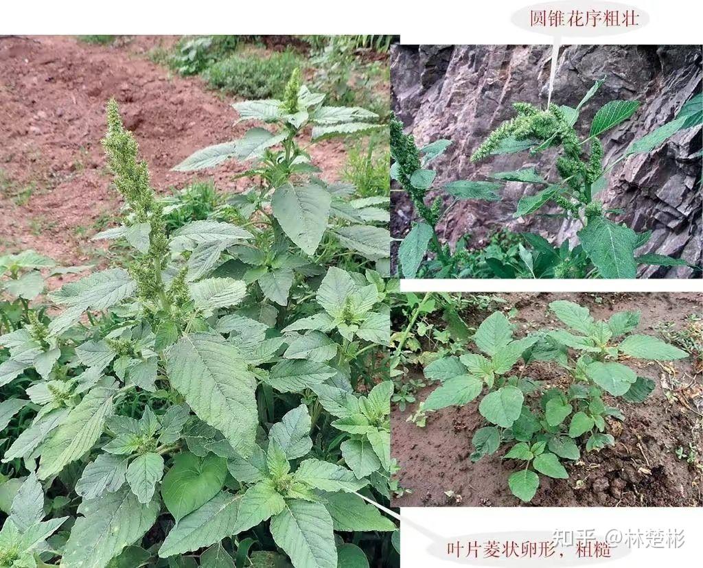 67种草本植物快速识别 - 知乎