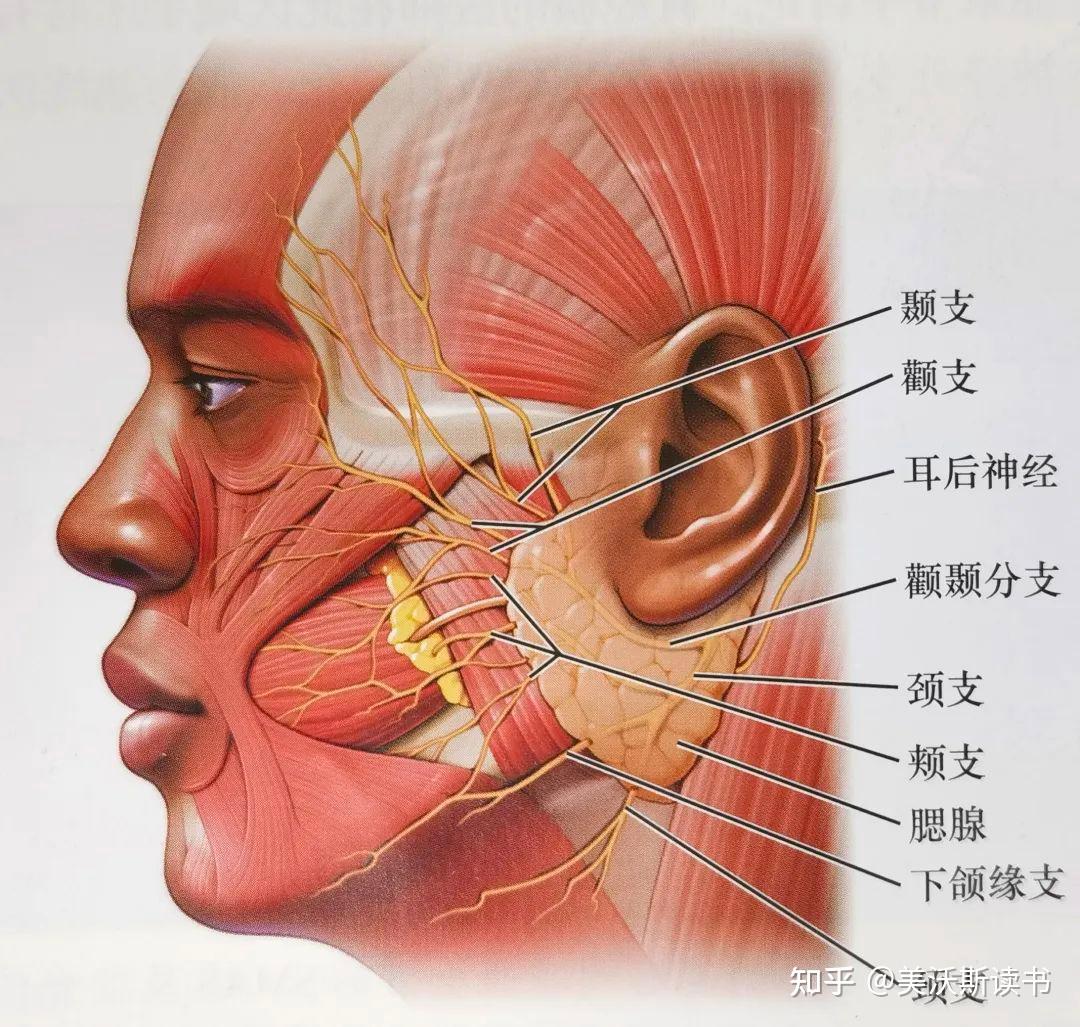 面部软组织解剖层次