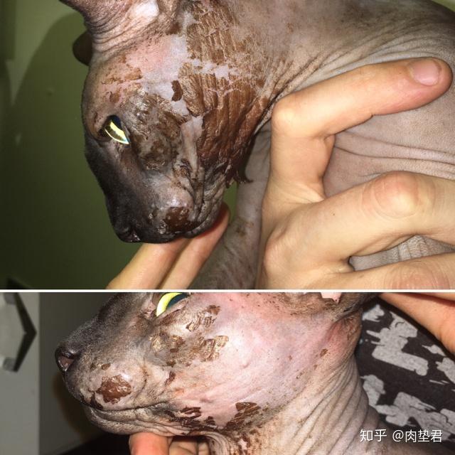 【肉垫志】无毛猫管理篇6,哪些让你头疼的皮肤状况应该怎么避免 skin