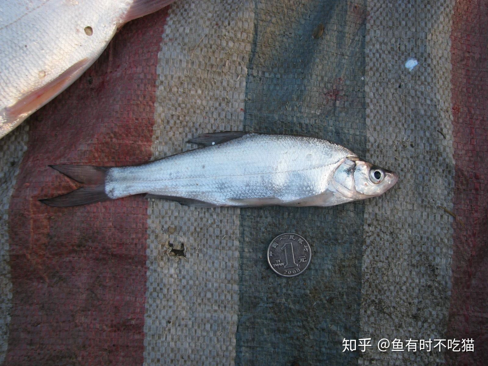 中国原生鱼：北京鱼类图鉴 - 知乎