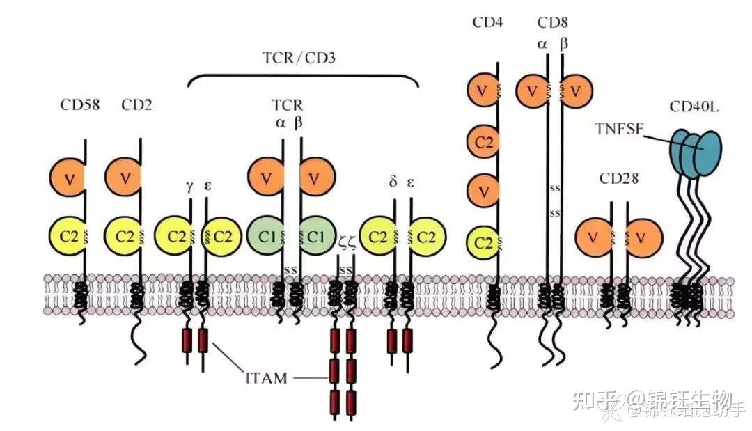 CD8+T细胞知识分享 - 知乎