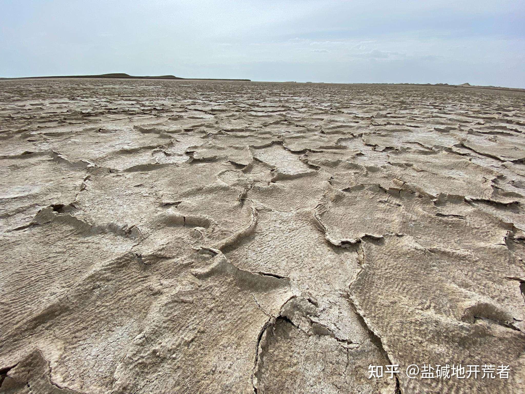 北方盐碱地适合种什么果树,哪些果树喜欢碱性土壤,什么果树不怕盐碱地 ? - 知乎